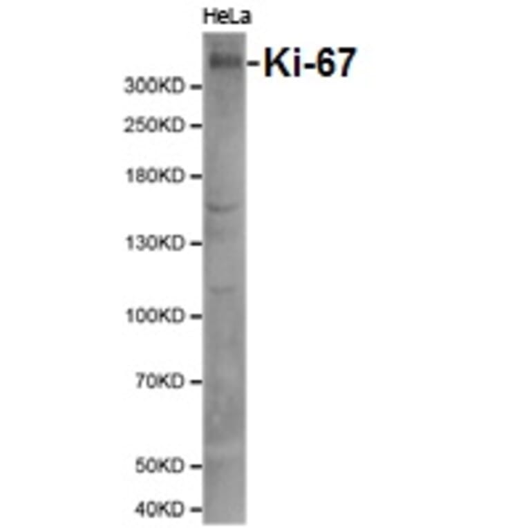 Anti-Ki-67 Antibody from Bioworld Technology (BS6667) - Antibodies.com