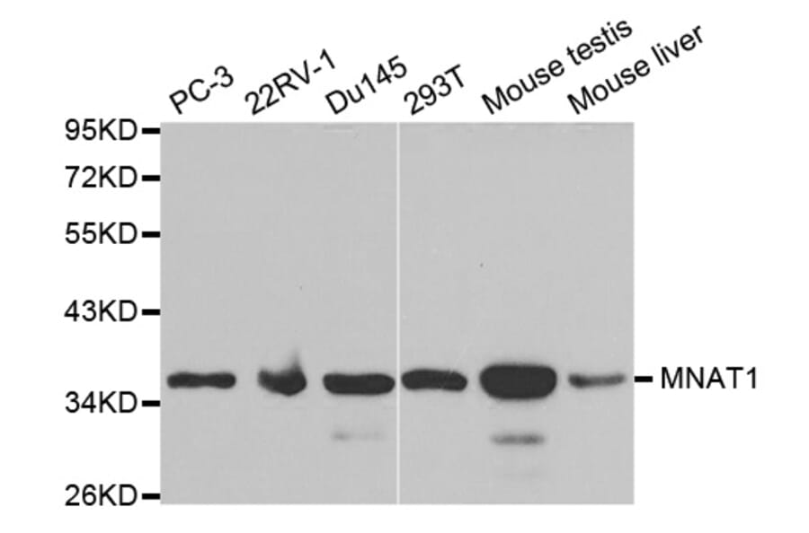 Anti-MNAT1 Antibody from Bioworld Technology (BS6669) - Antibodies.com