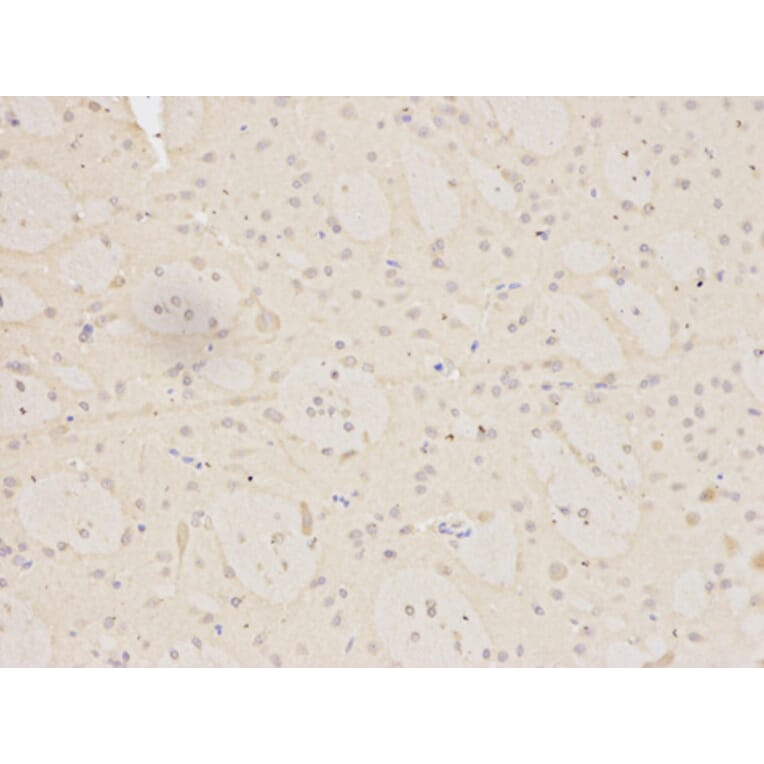 Anti-MNAT1 Antibody from Bioworld Technology (BS6669) - Antibodies.com