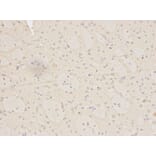 Anti-MNAT1 Antibody from Bioworld Technology (BS6669) - Antibodies.com