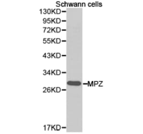 Anti-MPZ Antibody from Bioworld Technology (BS6670) - Antibodies.com