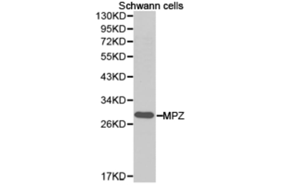Anti-MPZ Antibody from Bioworld Technology (BS6670) - Antibodies.com