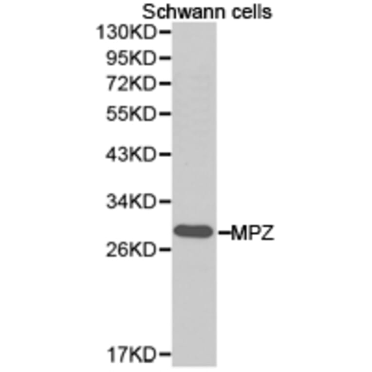 Anti-MPZ Antibody from Bioworld Technology (BS6670) - Antibodies.com