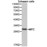 Anti-MPZ Antibody from Bioworld Technology (BS6670) - Antibodies.com