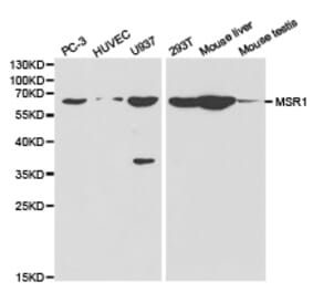 Anti-MSR1 Antibody from Bioworld Technology (BS6671) - Antibodies.com