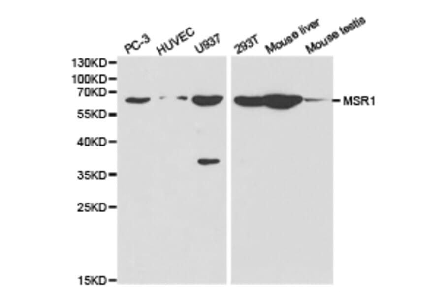Anti-MSR1 Antibody from Bioworld Technology (BS6671) - Antibodies.com