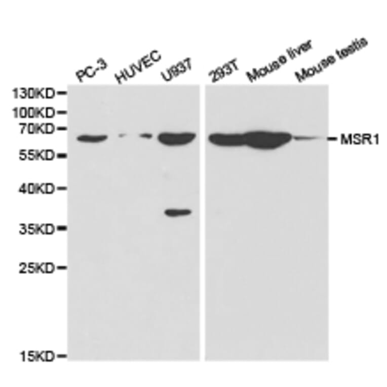 Anti-MSR1 Antibody from Bioworld Technology (BS6671) - Antibodies.com