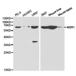 Anti-MSR1 Antibody from Bioworld Technology (BS6671) - Antibodies.com