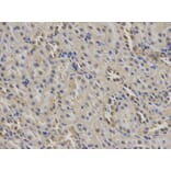 Anti-MSR1 Antibody from Bioworld Technology (BS6671) - Antibodies.com