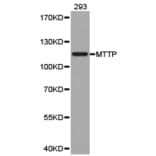 Anti-MTTP Antibody from Bioworld Technology (BS6672) - Antibodies.com