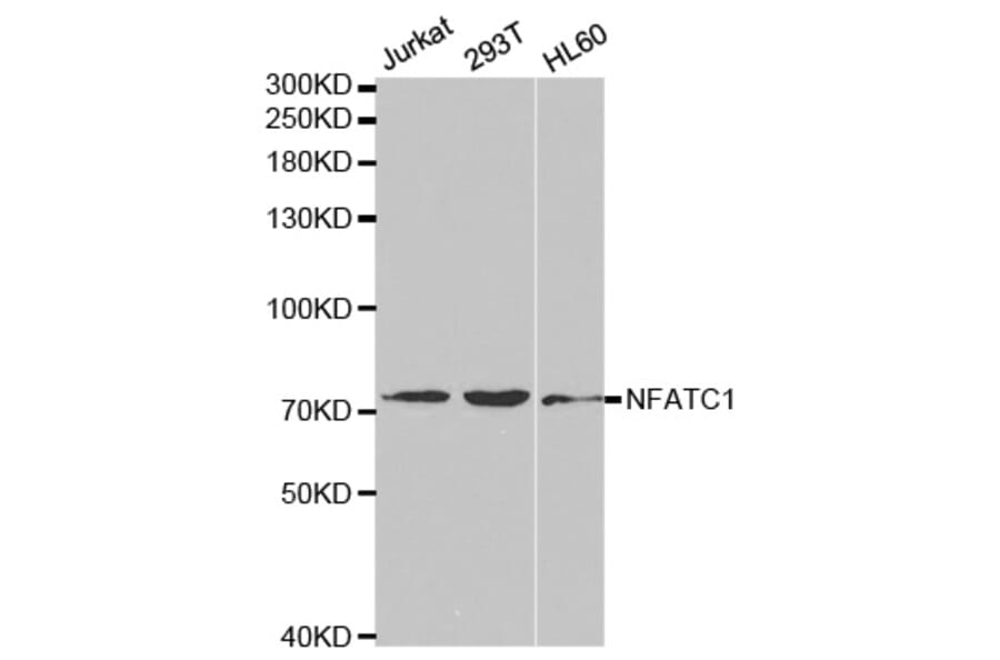 Anti-NFATC1 Antibody from Bioworld Technology (BS6677) - Antibodies.com