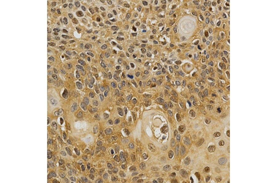 Anti-NFATC1 Antibody from Bioworld Technology (BS6677) - Antibodies.com