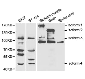 Anti-NOS1 Antibody from Bioworld Technology (BS6678) - Antibodies.com