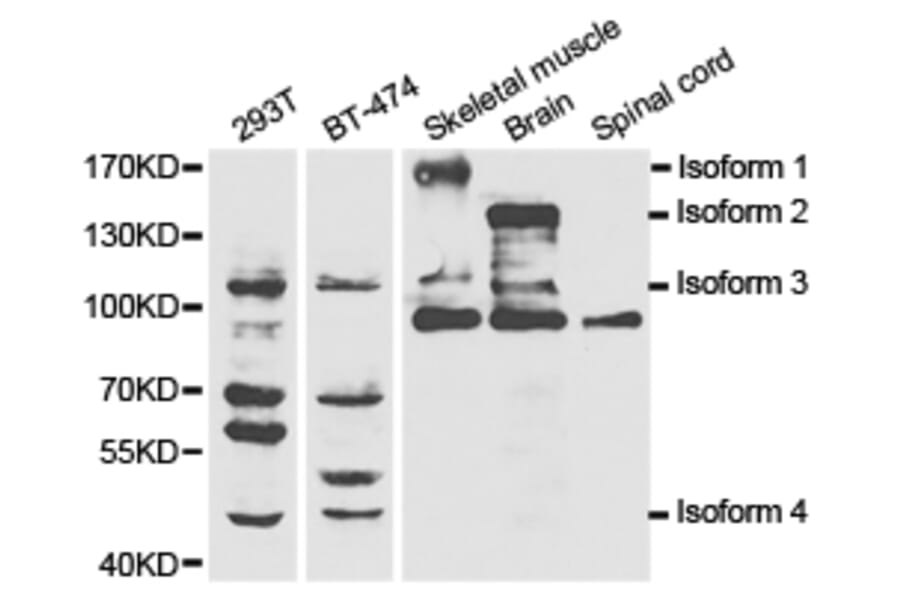 Anti-NOS1 Antibody from Bioworld Technology (BS6678) - Antibodies.com