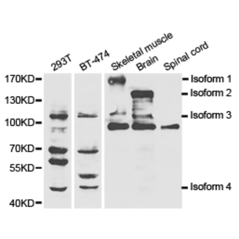 Anti-NOS1 Antibody from Bioworld Technology (BS6678) - Antibodies.com