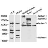 Anti-NOS1 Antibody from Bioworld Technology (BS6678) - Antibodies.com