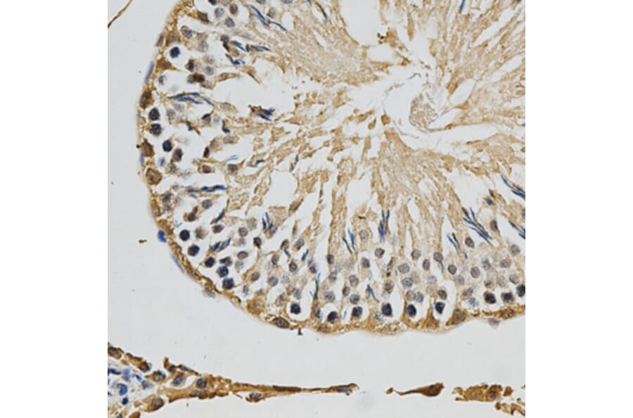 Anti-NOS1 Antibody from Bioworld Technology (BS6678) - Antibodies.com