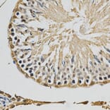 Anti-NOS1 Antibody from Bioworld Technology (BS6678) - Antibodies.com