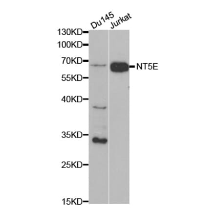 Anti-NT5E Antibody from Bioworld Technology (BS6682) - Antibodies.com