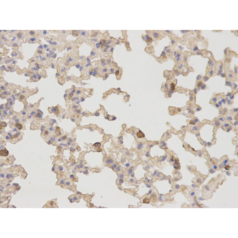Anti-NT5E Antibody from Bioworld Technology (BS6682) - Antibodies.com