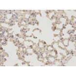 Anti-NT5E Antibody from Bioworld Technology (BS6682) - Antibodies.com