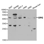 Anti-OPG Antibody from Bioworld Technology (BS6684) - Antibodies.com