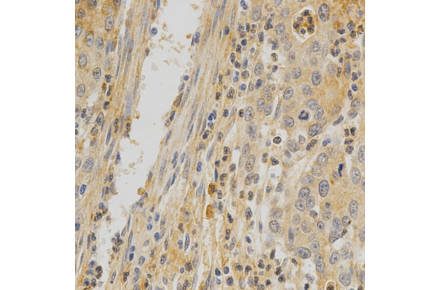 Anti-OPG Antibody from Bioworld Technology (BS6684) - Antibodies.com