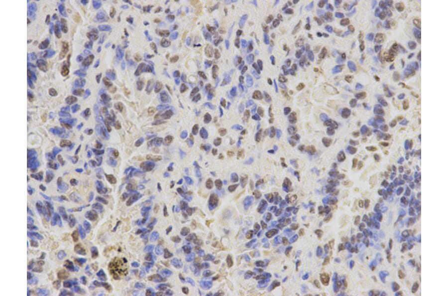 Anti-Pax-3 Antibody from Bioworld Technology (BS6686) - Antibodies.com