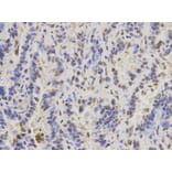 Anti-Pax-3 Antibody from Bioworld Technology (BS6686) - Antibodies.com