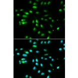 Anti-Pax-3 Antibody from Bioworld Technology (BS6686) - Antibodies.com