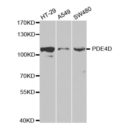 Anti-PDE4D Antibody from Bioworld Technology (BS6687) - Antibodies.com