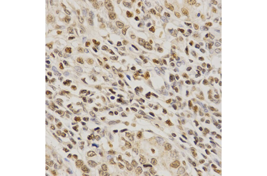 Anti-PDE4D Antibody from Bioworld Technology (BS6687) - Antibodies.com