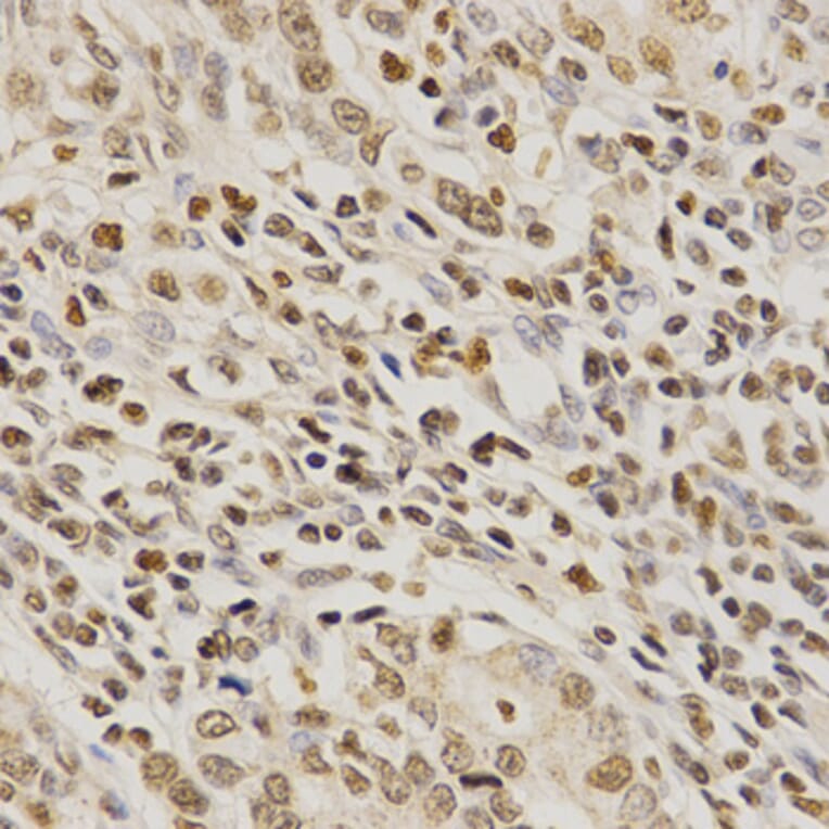 Anti-PDE4D Antibody from Bioworld Technology (BS6687) - Antibodies.com