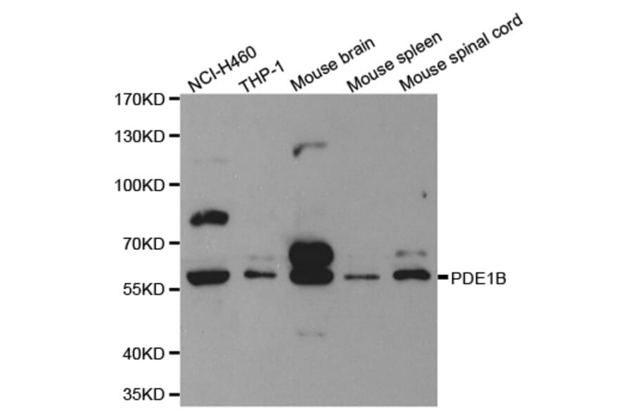 Anti-PDE1B Antibody from Bioworld Technology (BS6688) - Antibodies.com
