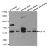 Anti-PDE1B Antibody from Bioworld Technology (BS6688) - Antibodies.com