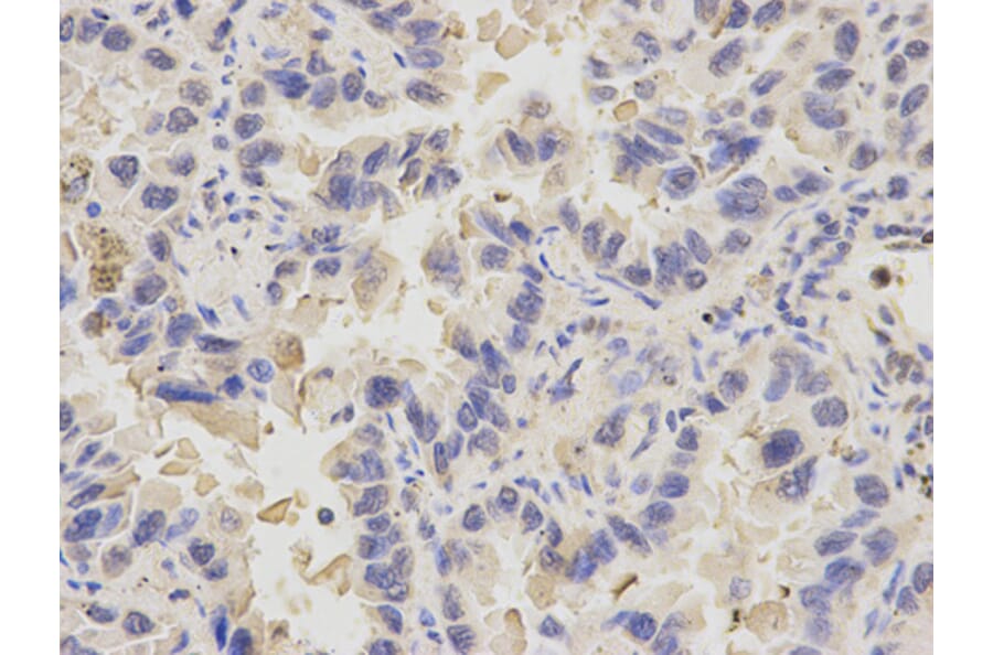 Anti-PDE1B Antibody from Bioworld Technology (BS6688) - Antibodies.com