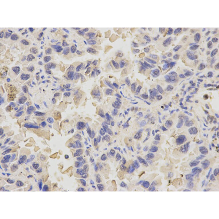Anti-PDE1B Antibody from Bioworld Technology (BS6688) - Antibodies.com