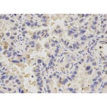 Anti-PDE1B Antibody from Bioworld Technology (BS6688) - Antibodies.com