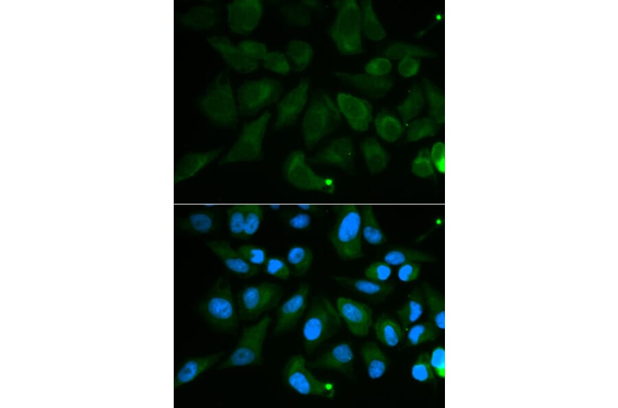 Anti-PDE1B Antibody from Bioworld Technology (BS6688) - Antibodies.com