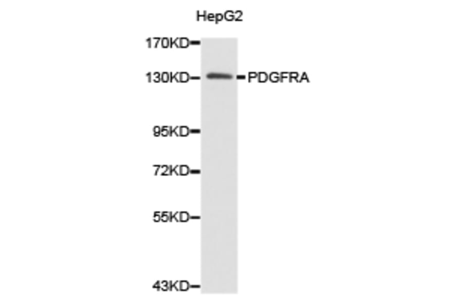 Anti-PDGFR-α Antibody from Bioworld Technology (BS6689) - Antibodies.com