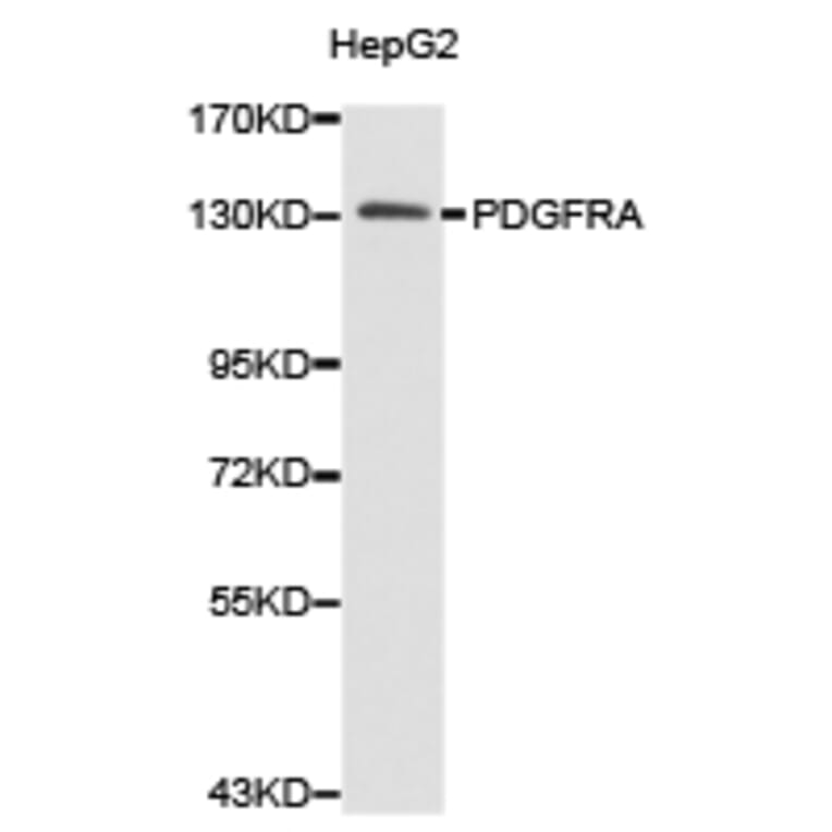 Anti-PDGFR-α Antibody from Bioworld Technology (BS6689) - Antibodies.com