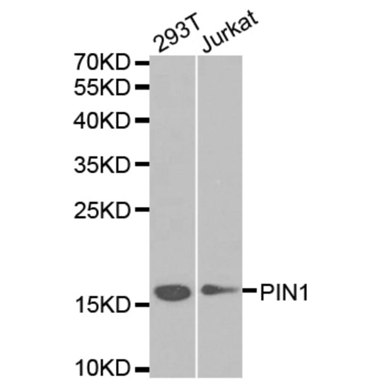Anti-PIN1 Antibody from Bioworld Technology (BS6692) - Antibodies.com