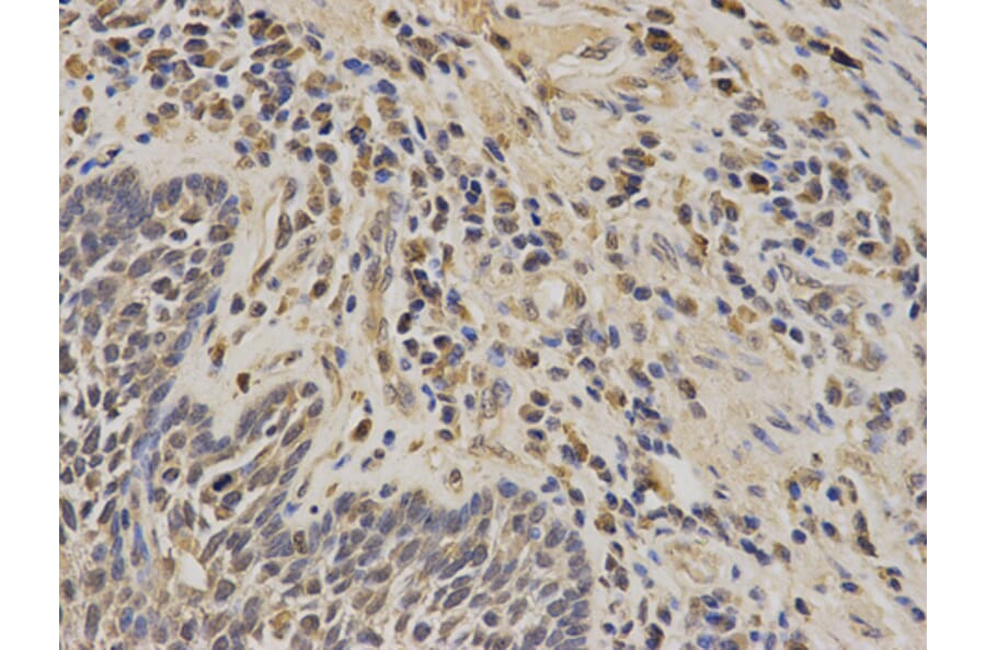 Anti-PIN1 Antibody from Bioworld Technology (BS6692) - Antibodies.com