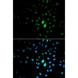 Anti-PIN1 Antibody from Bioworld Technology (BS6692) - Antibodies.com