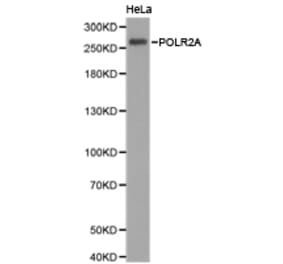 Anti-Rpb1/POLR2A Antibody from Bioworld Technology (BS6696) - Antibodies.com