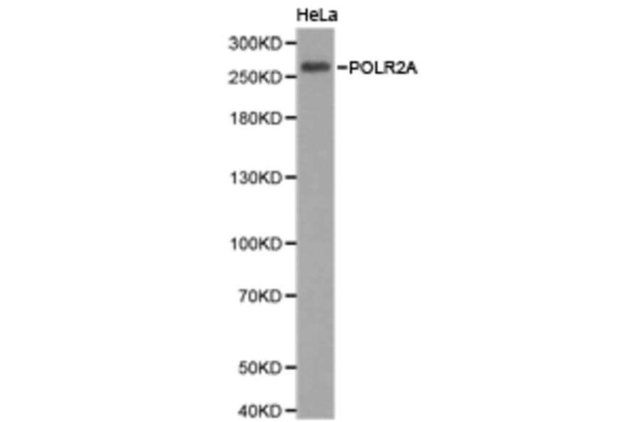 Anti-Rpb1/POLR2A Antibody from Bioworld Technology (BS6696) - Antibodies.com