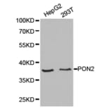 Anti-PON2 Antibody from Bioworld Technology (BS6697) - Antibodies.com