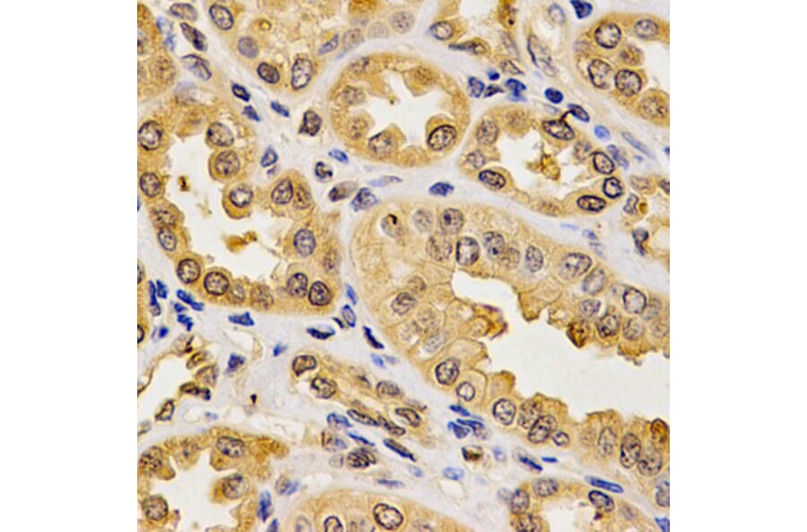 Anti-PON2 Antibody from Bioworld Technology (BS6697) - Antibodies.com