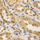 Anti-PON2 Antibody from Bioworld Technology (BS6697) - Antibodies.com