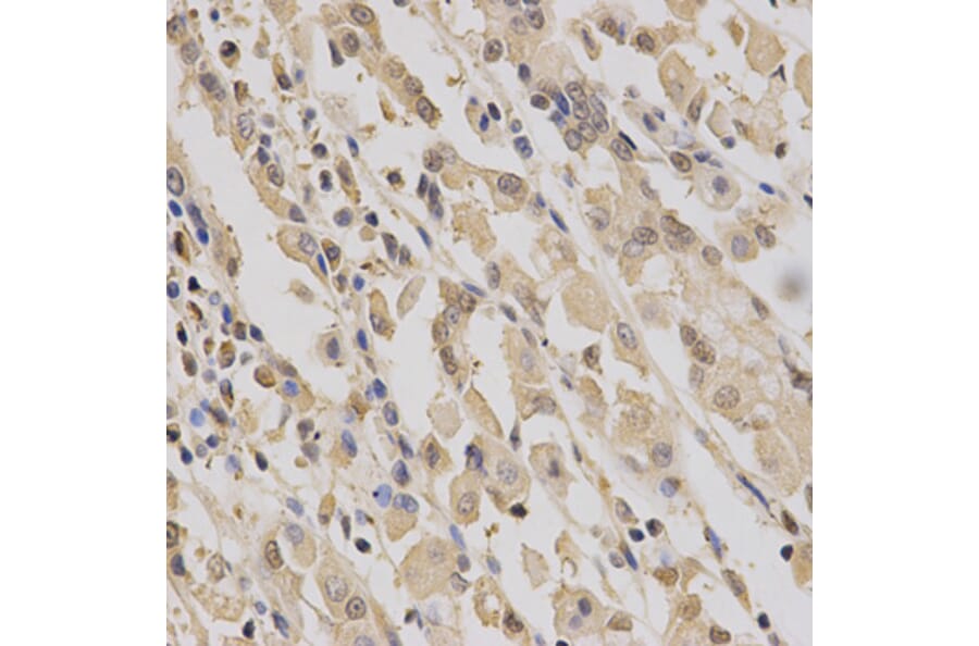 Anti-PPA1 Antibody from Bioworld Technology (BS6699) - Antibodies.com